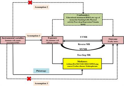 Causal association between genetically predicted circulating immune cell counts and frailty: a two-sample Mendelian randomization study